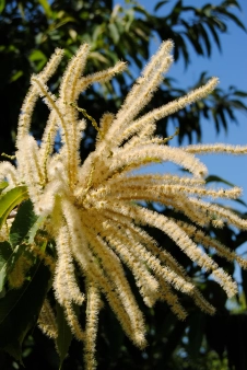 American Chestnuts Sale 2021