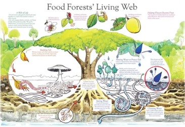 Food Forest Living Web