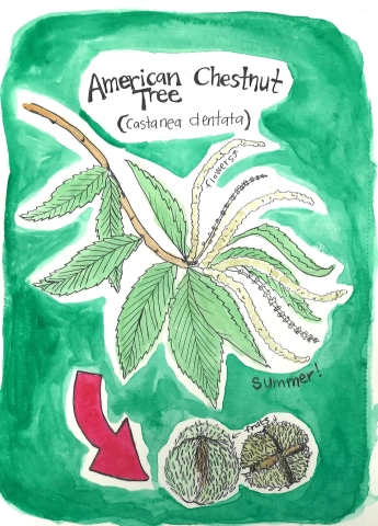 How to Plant your Own American Chestnuts