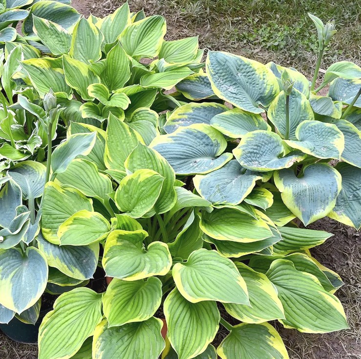 august collection spotlight hosta collection2