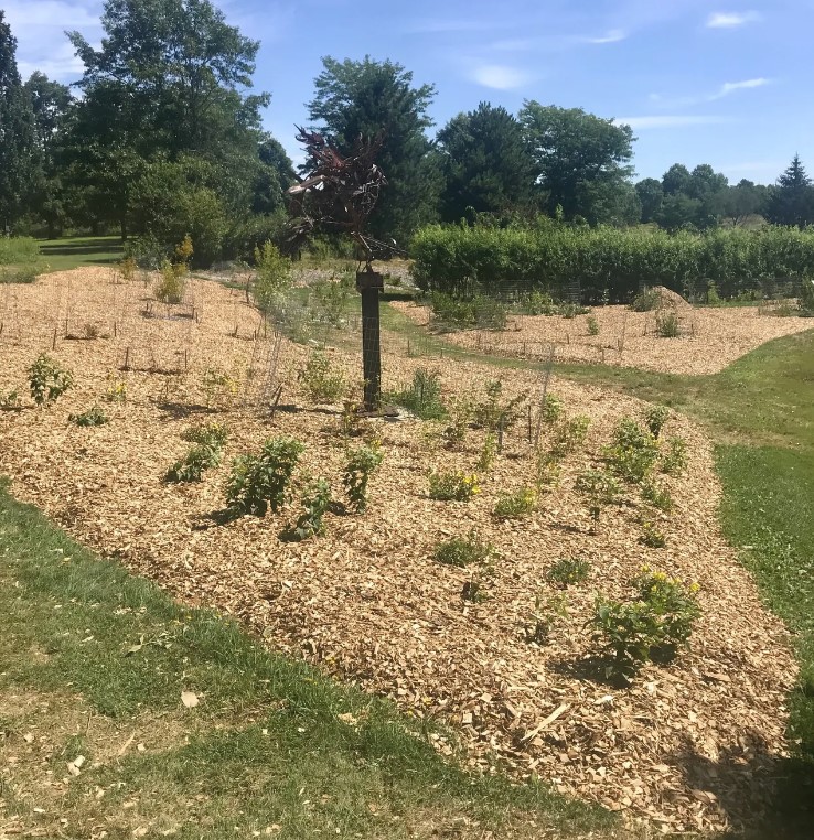 Newly planted and mulched native plants in the Food & Forest Collection