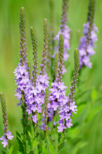 Blue Vervain