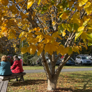 A Guide to Autumn at the Arboretum