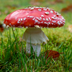 Fairytales and Fungi: The Magical World of Amanita Muscaria