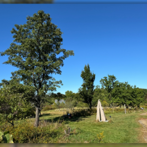 A Necessary Change: Why Callery Pears Must Go at Viles Arboretum